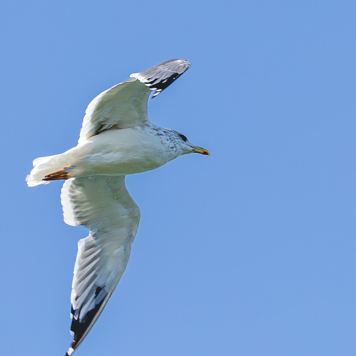 Vega Gull - ML646815326