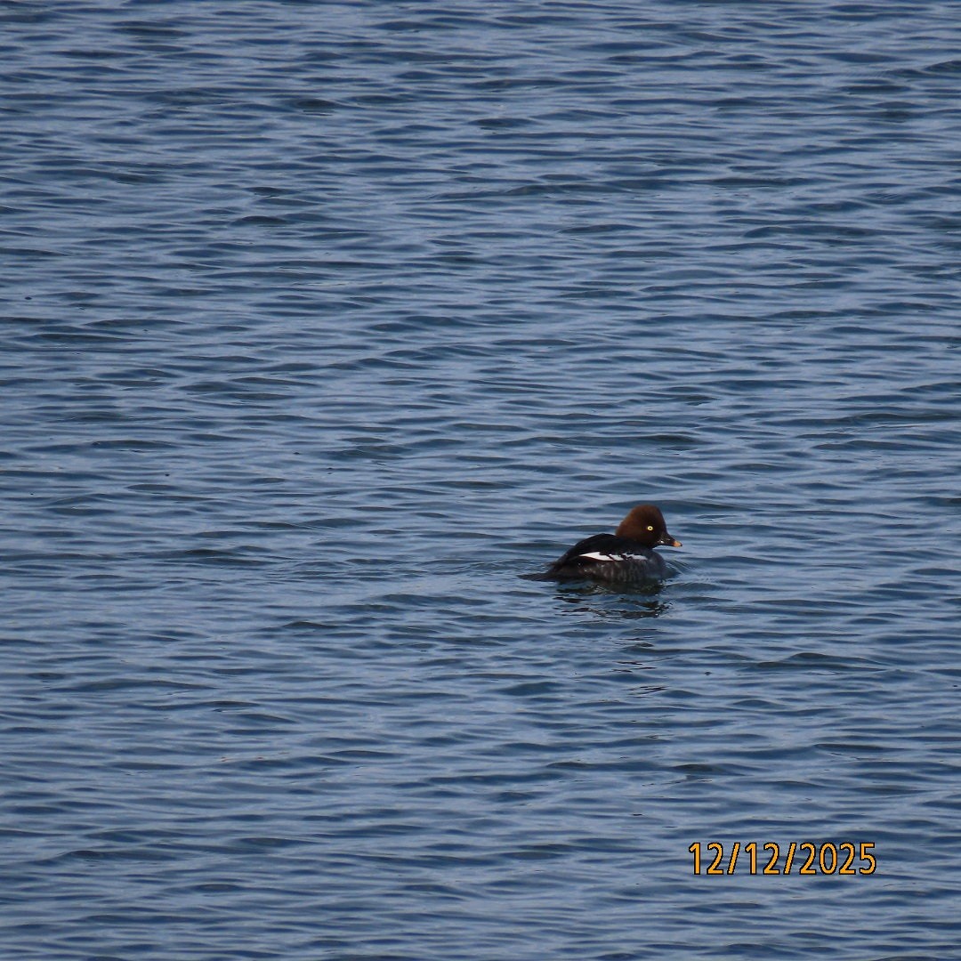 Porrón Osculado - ML646815327
