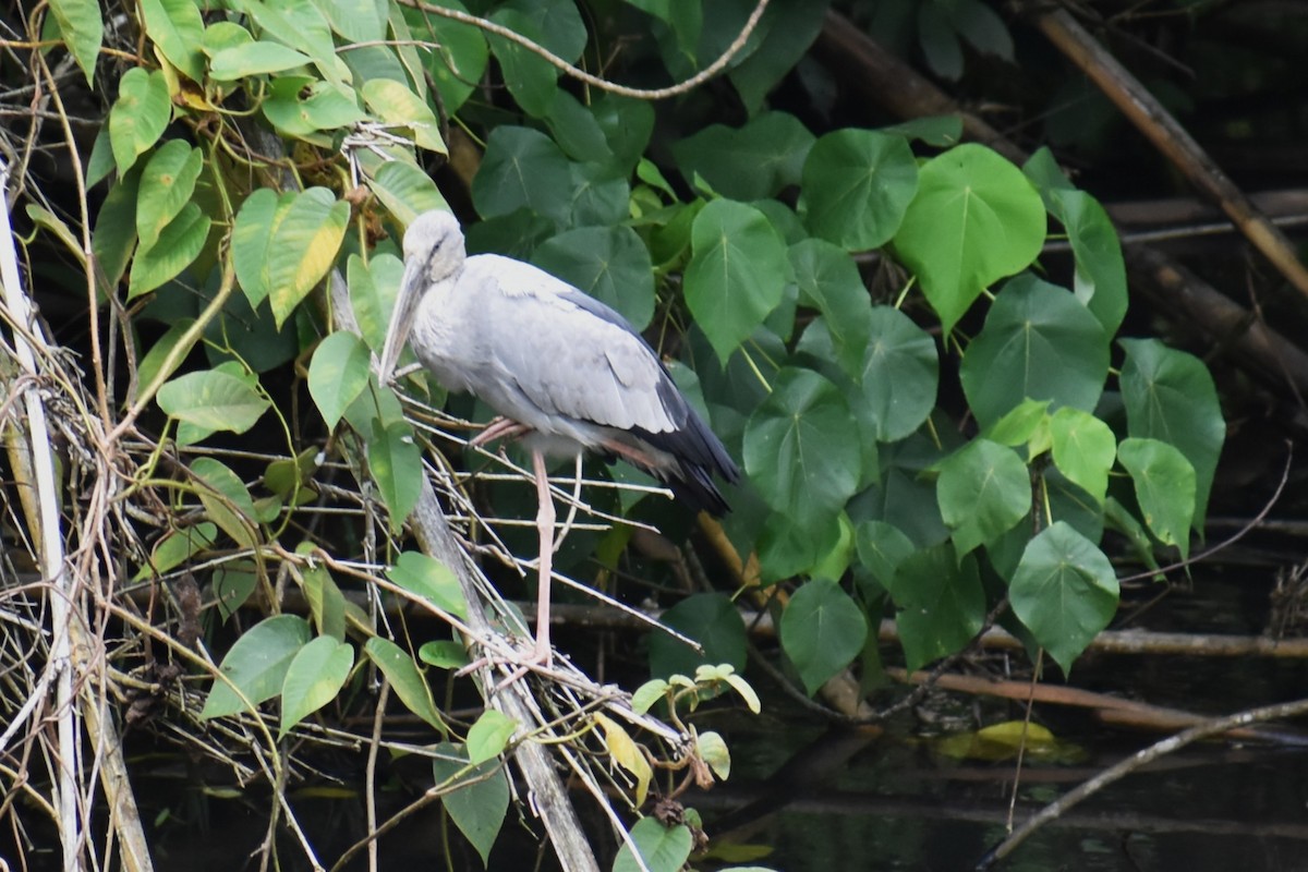 Picotenaza Asiático - ML646815328