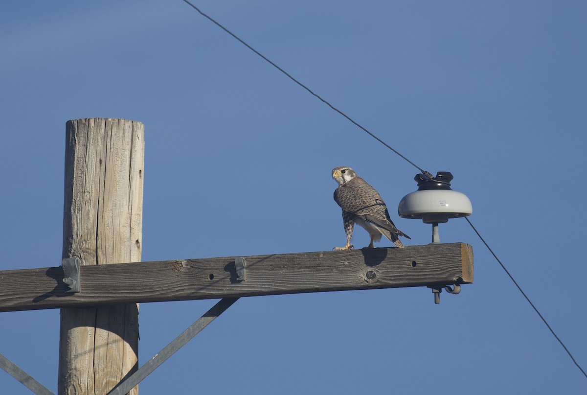 ソウゲンハヤブサ - ML646815329