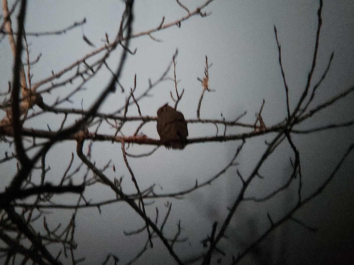 Great Horned Owl - ML646815330