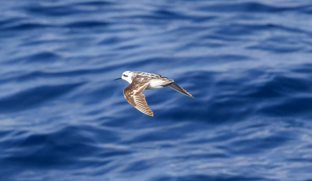 Red-necked Phalarope - ML646815331