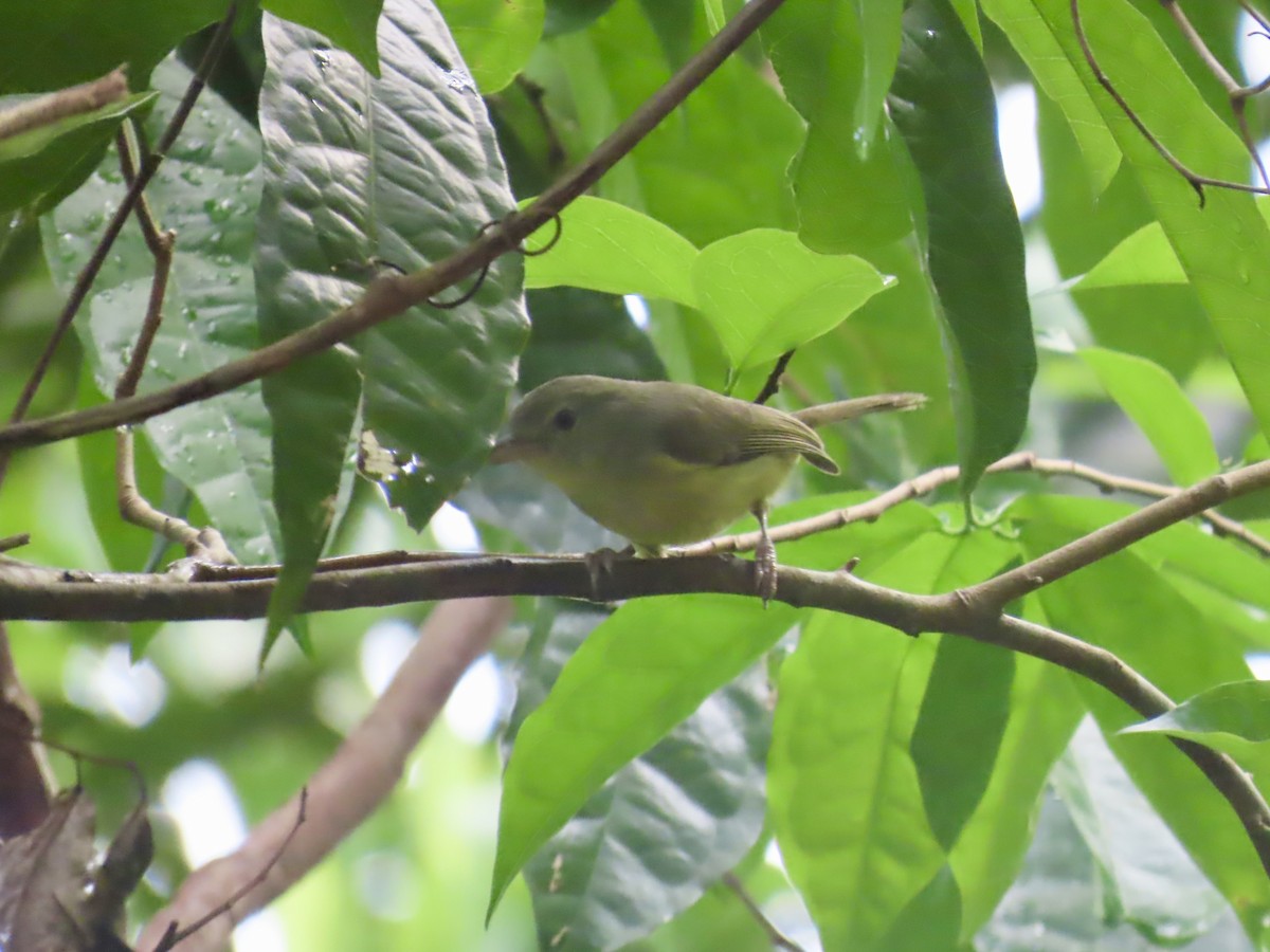 Vireo de Osburn - ML646815332