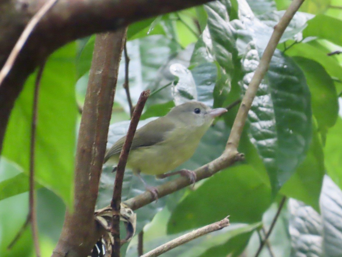 Vireo de Osburn - ML646815333