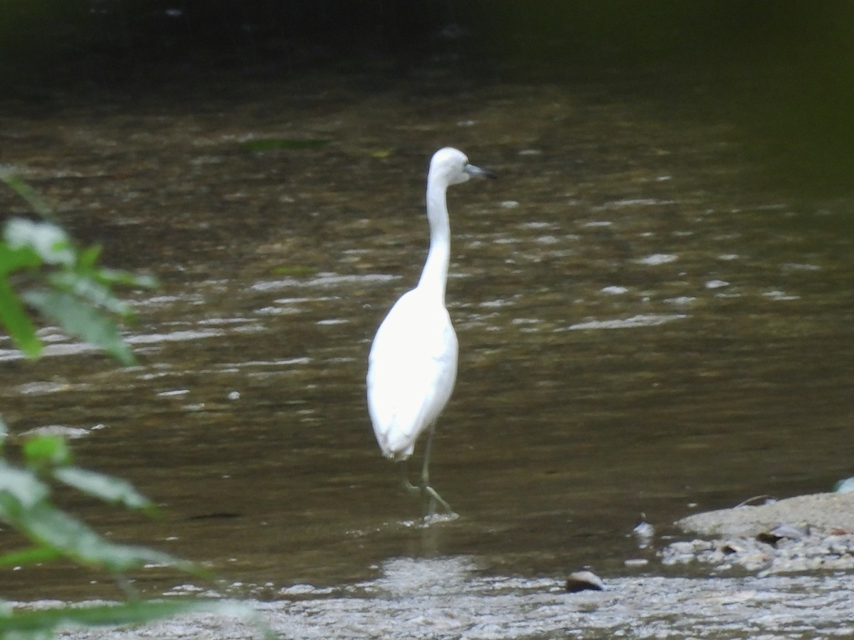 Garceta Azul - ML646815334