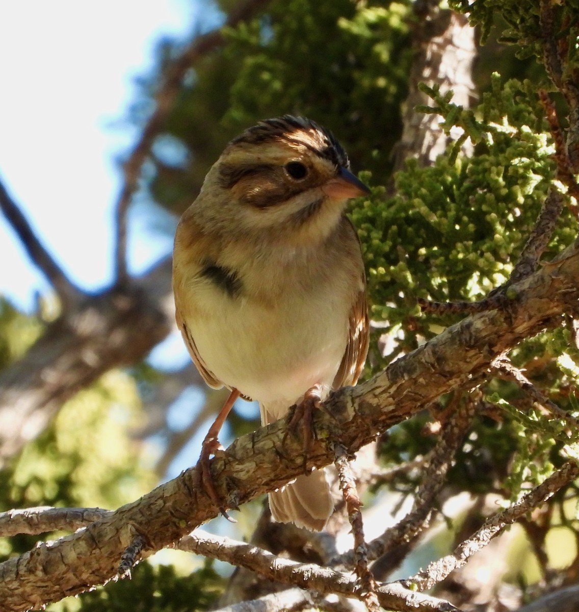 Clay-colored Sparrow - ML646815335