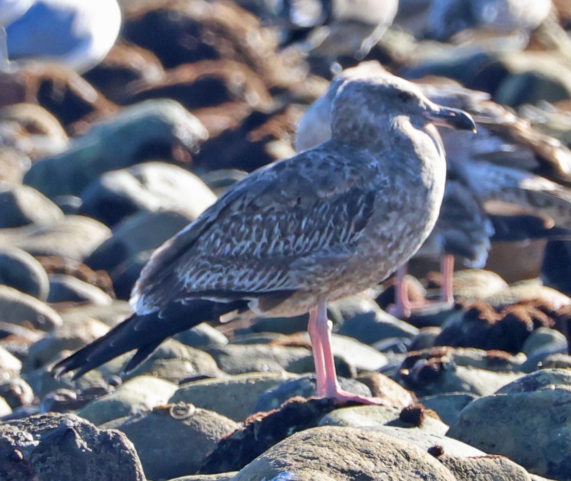 Западная чайка - ML646815336