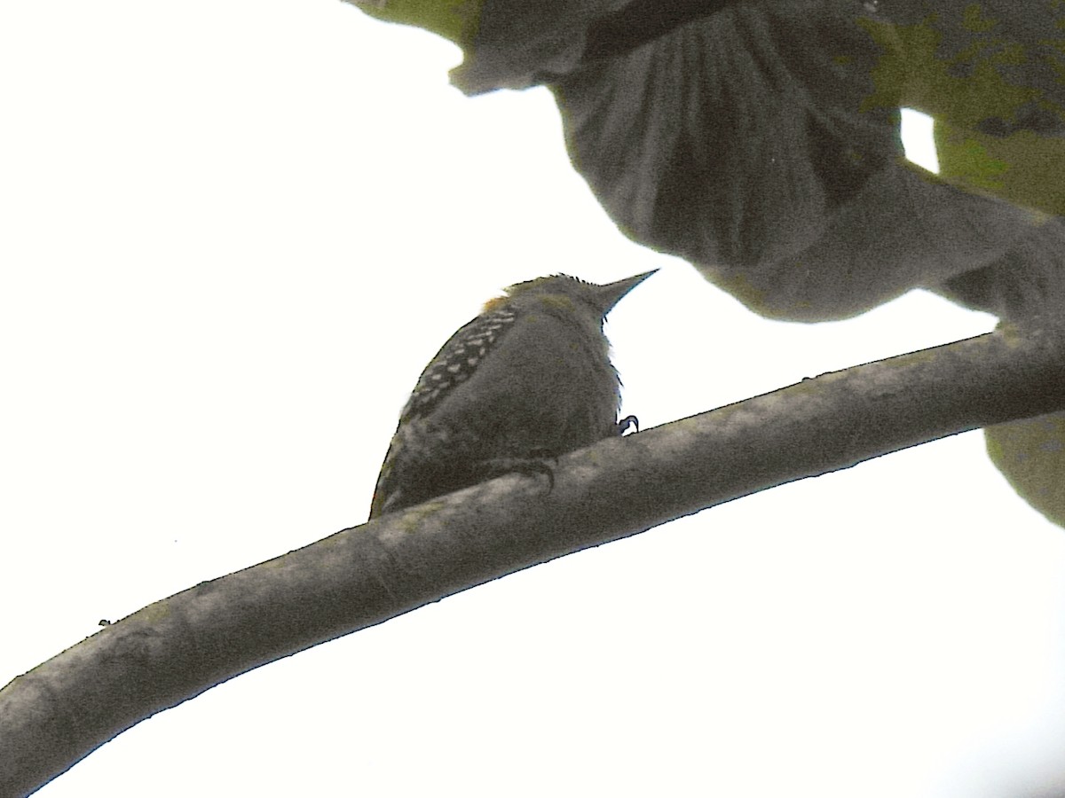 Carpintero Coronirrojo - ML646815337