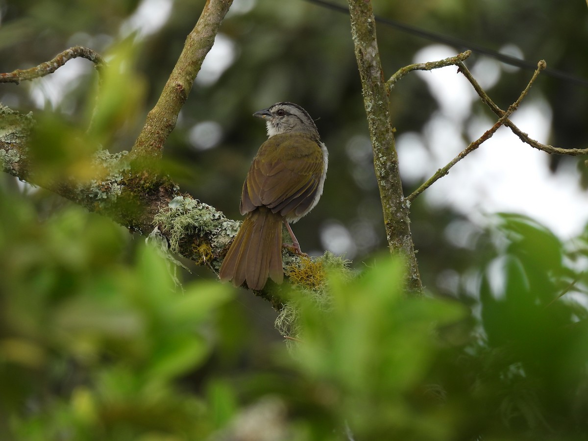 Cerquero Negrilistado - ML646815338