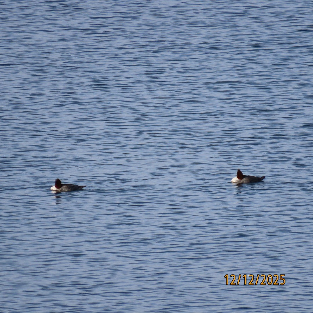 Serreta Grande - ML646815339