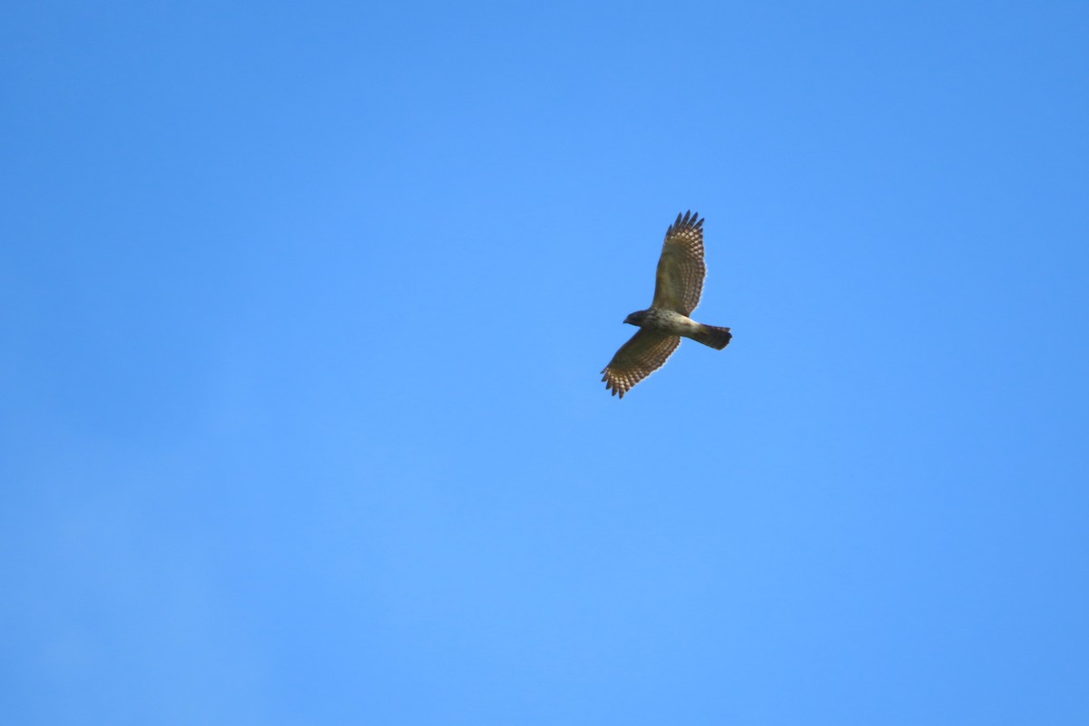 Busardo Pechirrojo - ML646815340