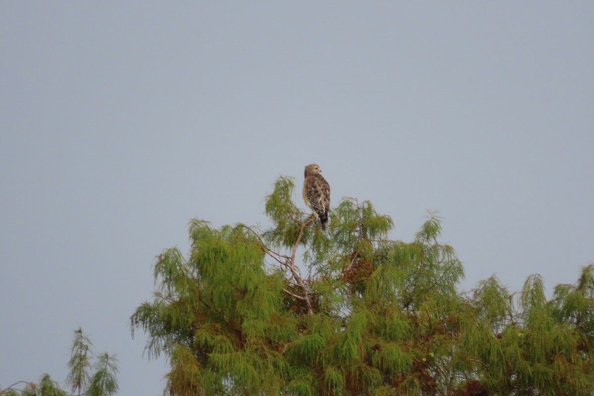 Busardo Pechirrojo - ML646815341