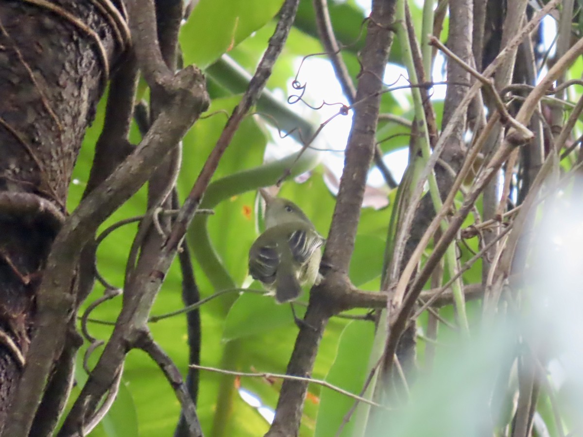 Jamaican Vireo - ML646815342