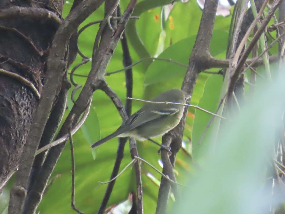 Jamaican Vireo - ML646815343