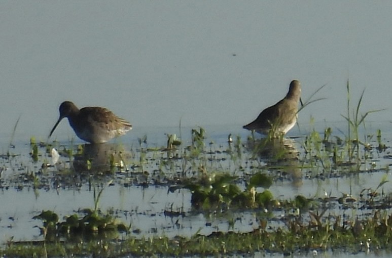 Long-billed Dowitcher - ML646815344