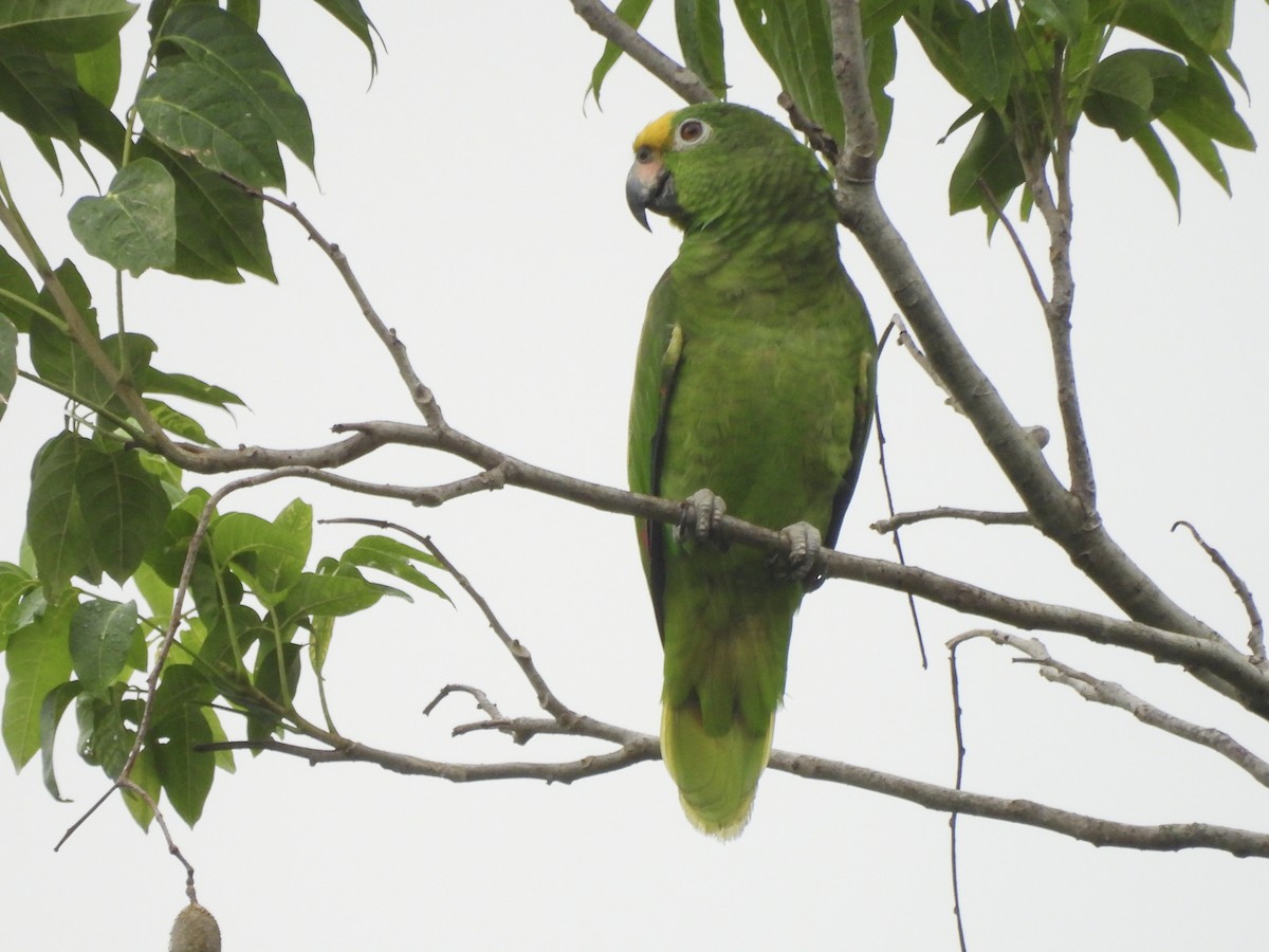 Amazone à front jaune - ML646815346