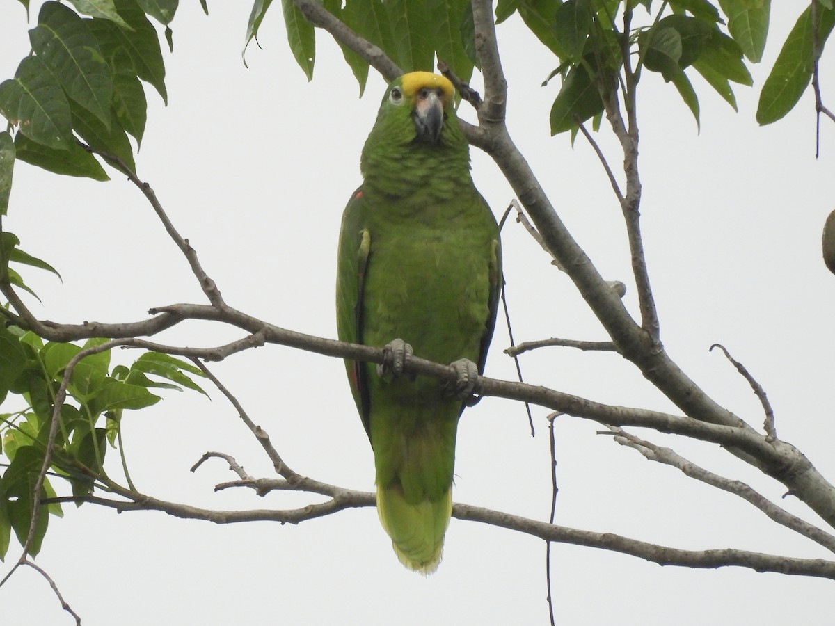Amazone à front jaune - ML646815347