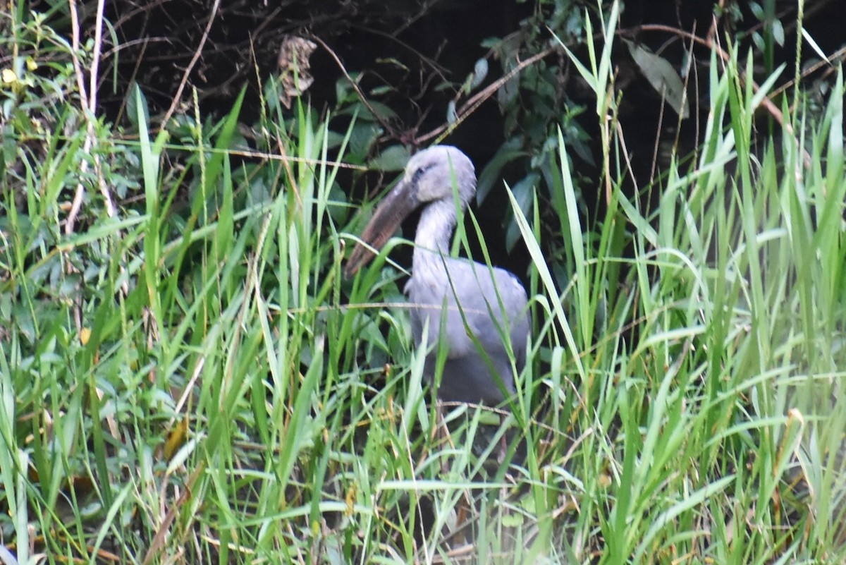 asiagapenebb - ML646815348