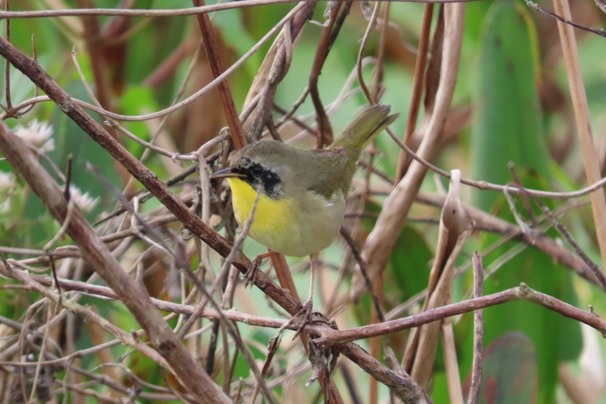 Common Yellowthroat - ML646815349