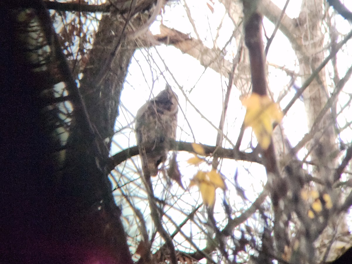 Great Horned Owl - ML646815350