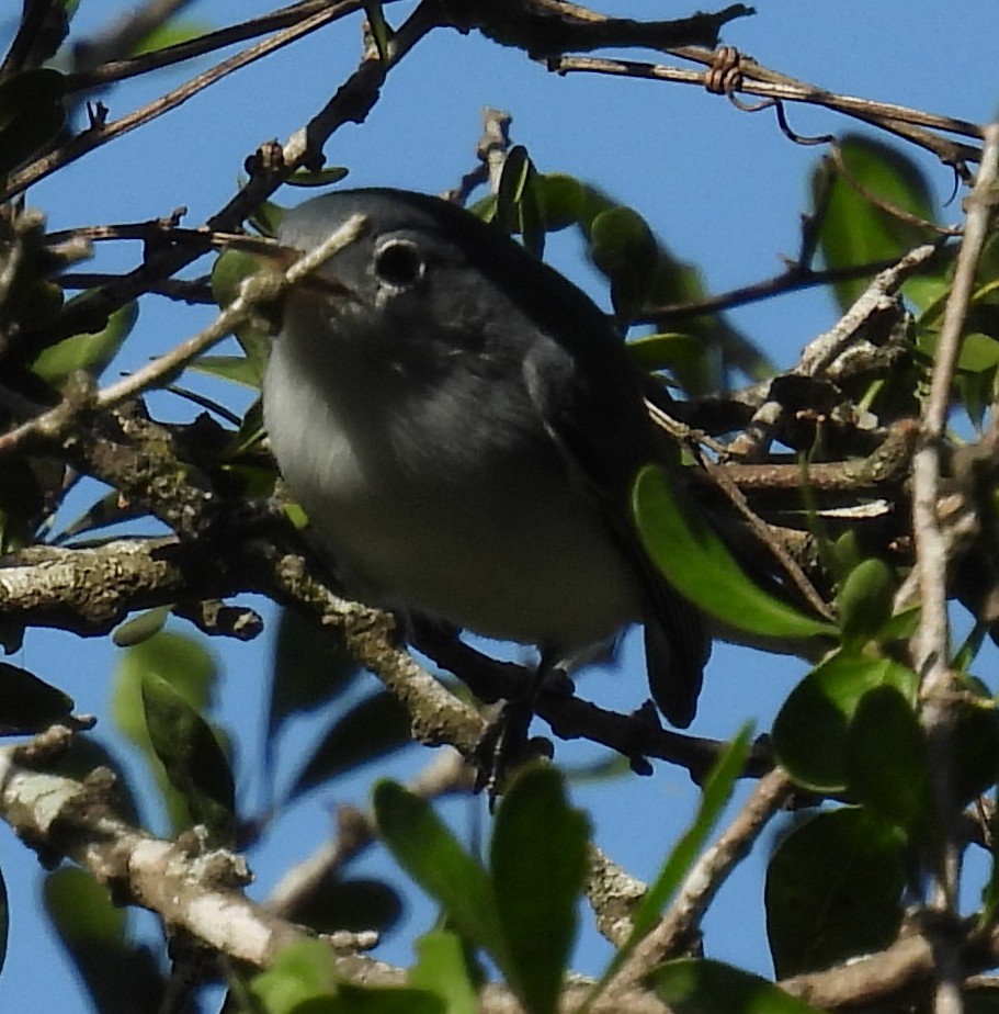 Комароловка сиза - ML646815351