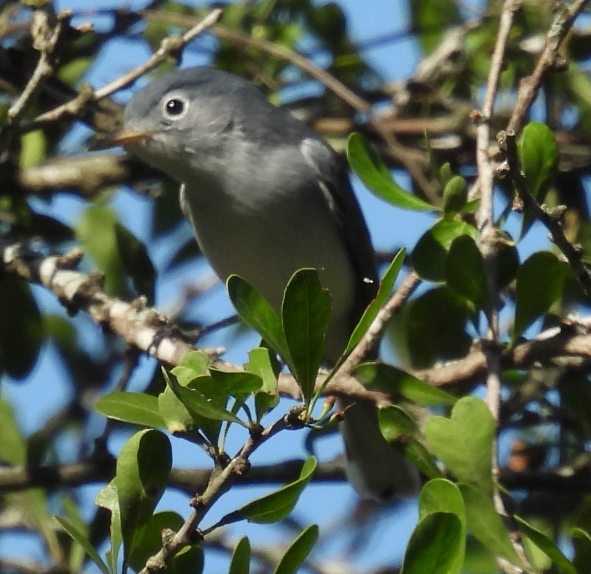 Комароловка сиза - ML646815352