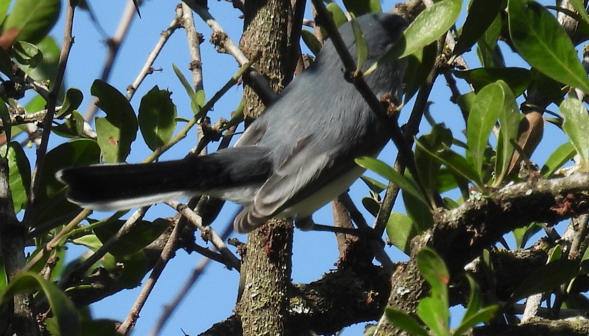 Комароловка сиза - ML646815353