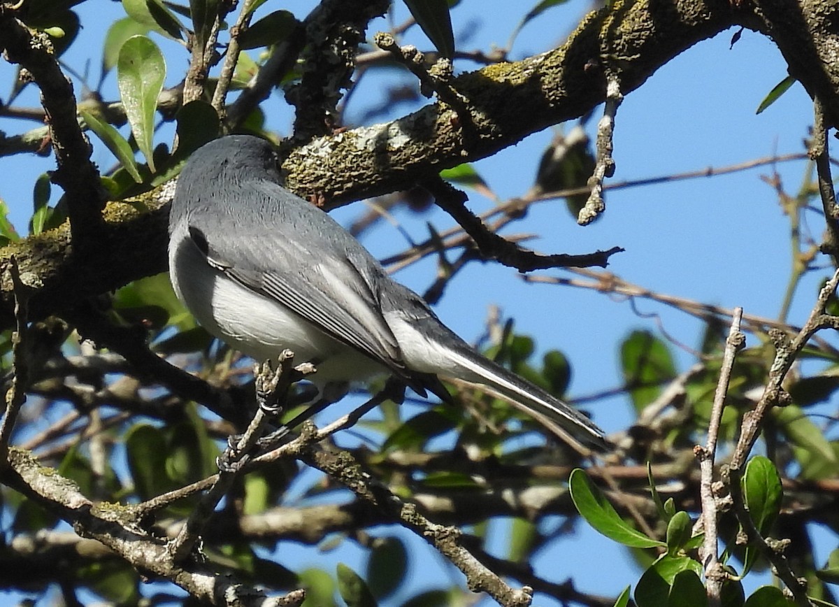 Комароловка сиза - ML646815354