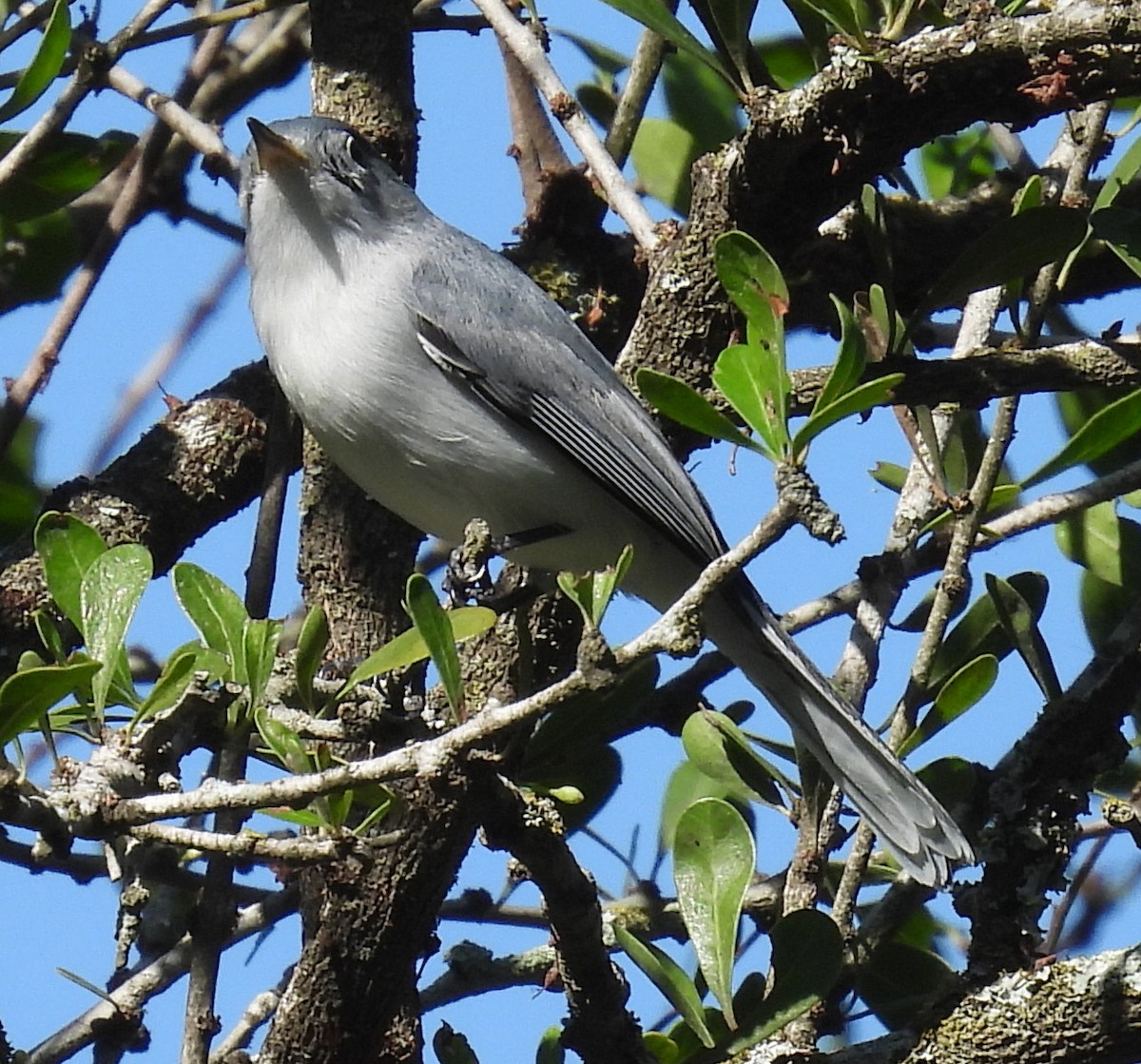 Комароловка сиза - ML646815355