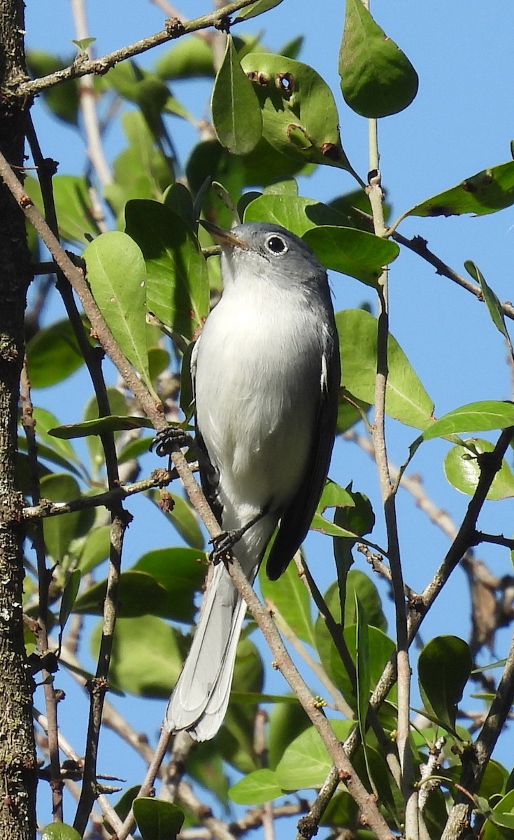 Комароловка сиза - ML646815356