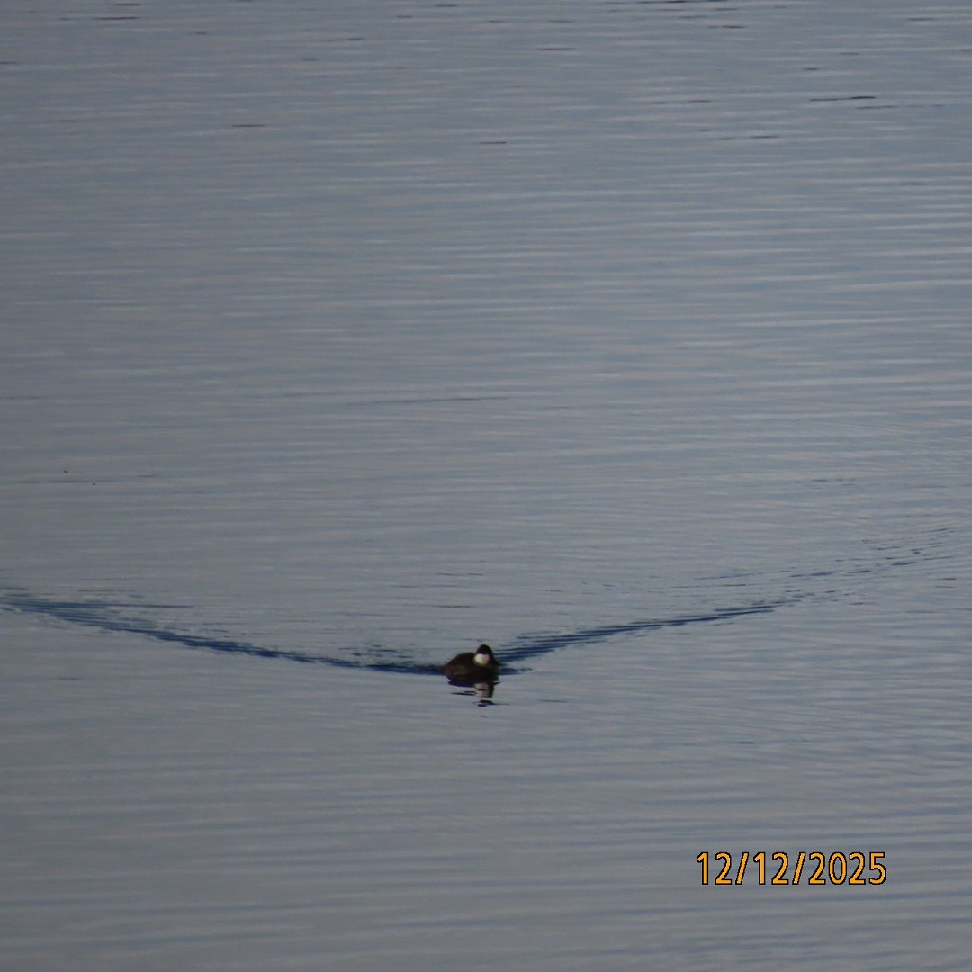 Савка американська - ML646815357