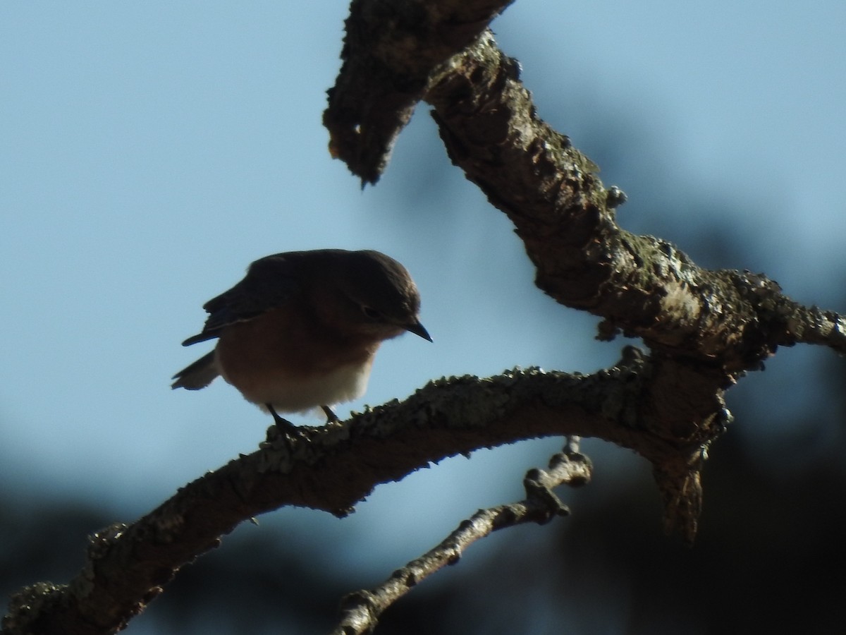 Eastern Bluebird - ML646815359