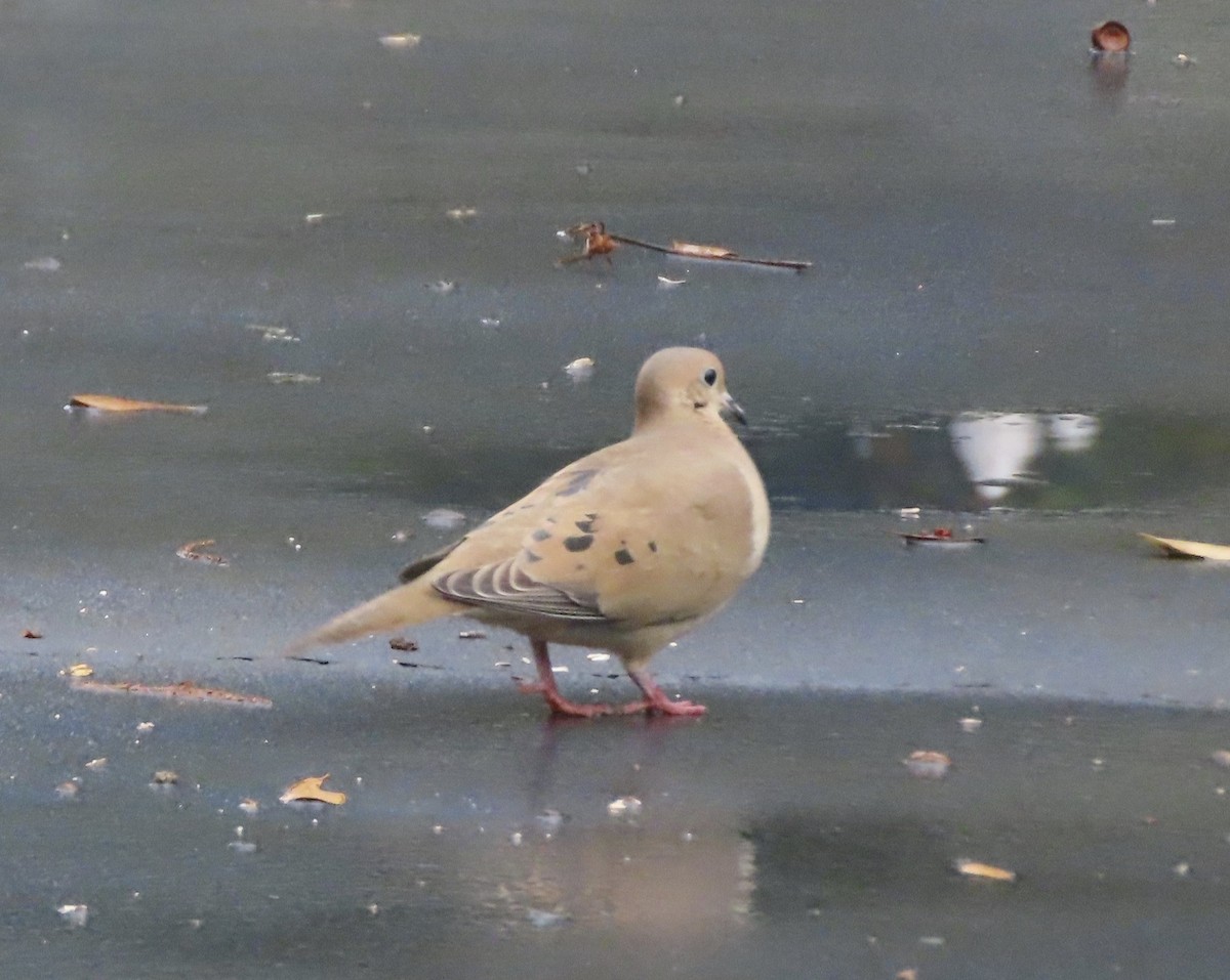 Mourning Dove - ML646815360