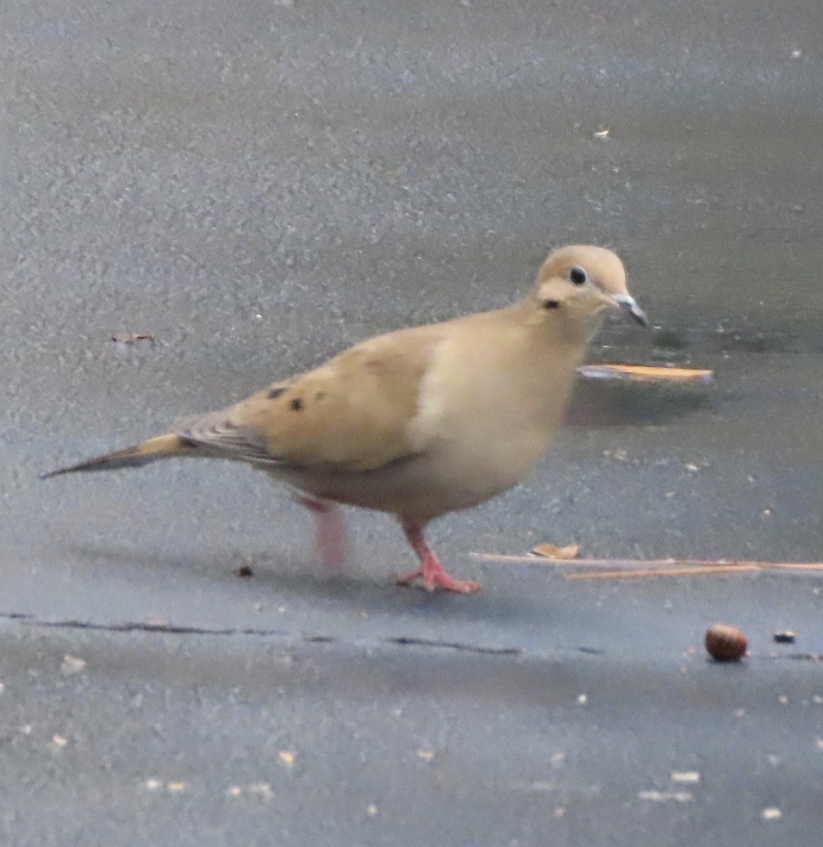 Mourning Dove - ML646815361