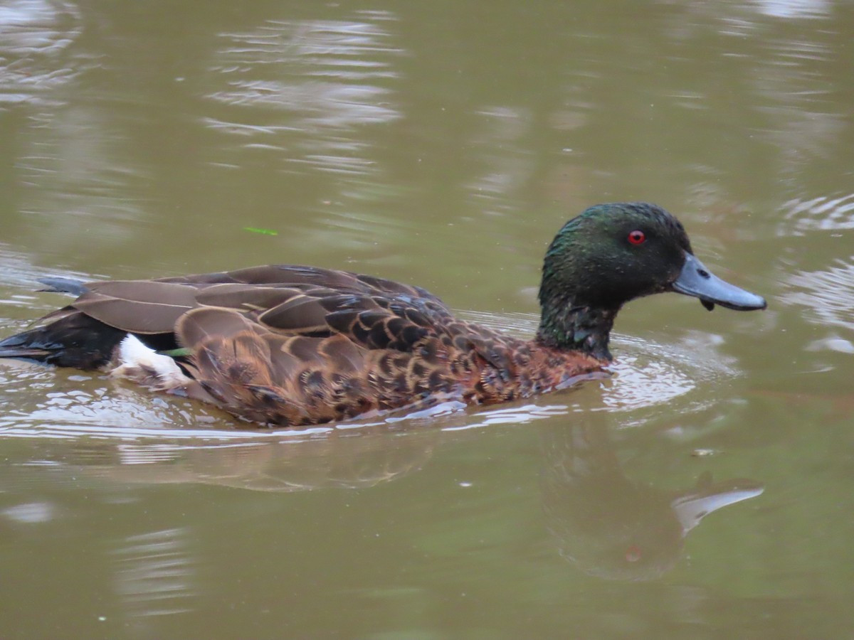 Chestnut Teal - ML646815362