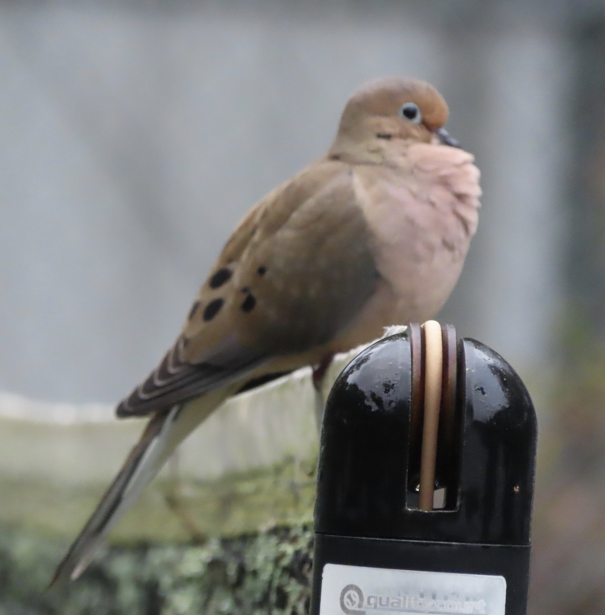 Mourning Dove - ML646815363