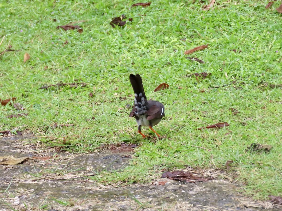 White-chinned Thrush - ML646815364