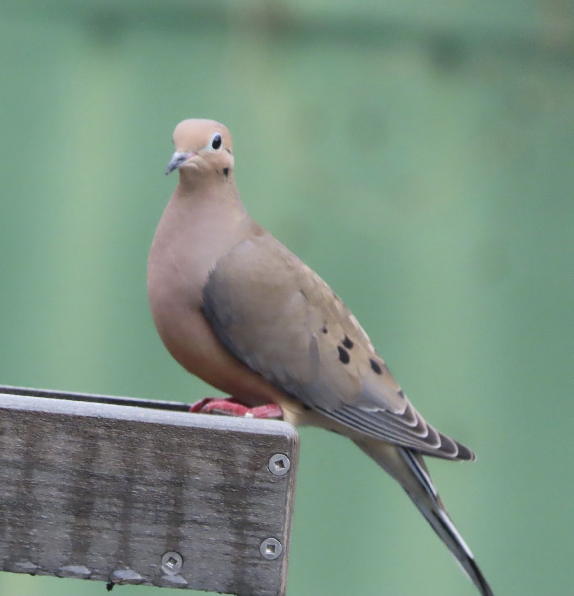 Mourning Dove - ML646815365