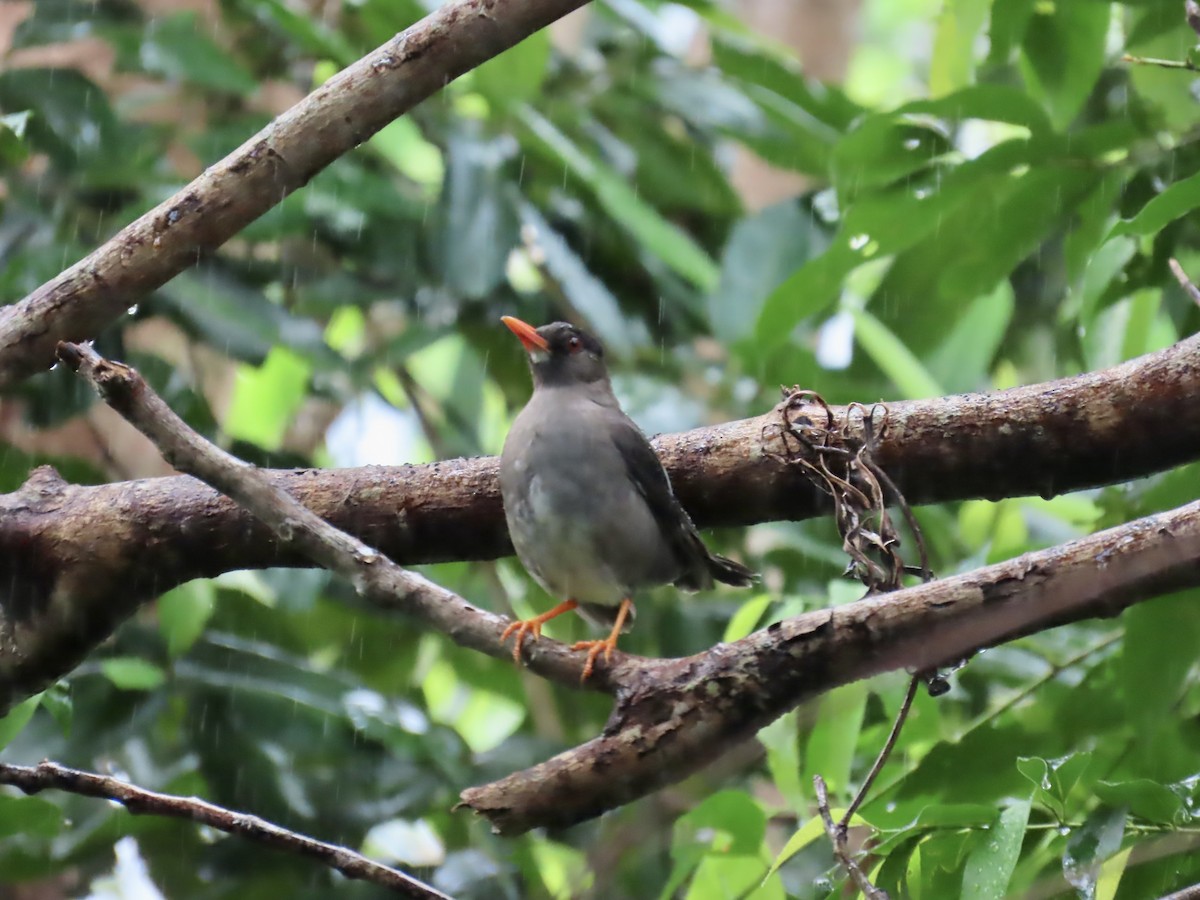 White-chinned Thrush - ML646815366