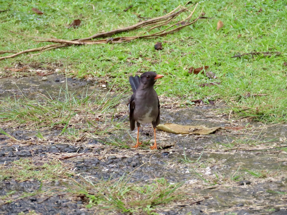 White-chinned Thrush - ML646815367