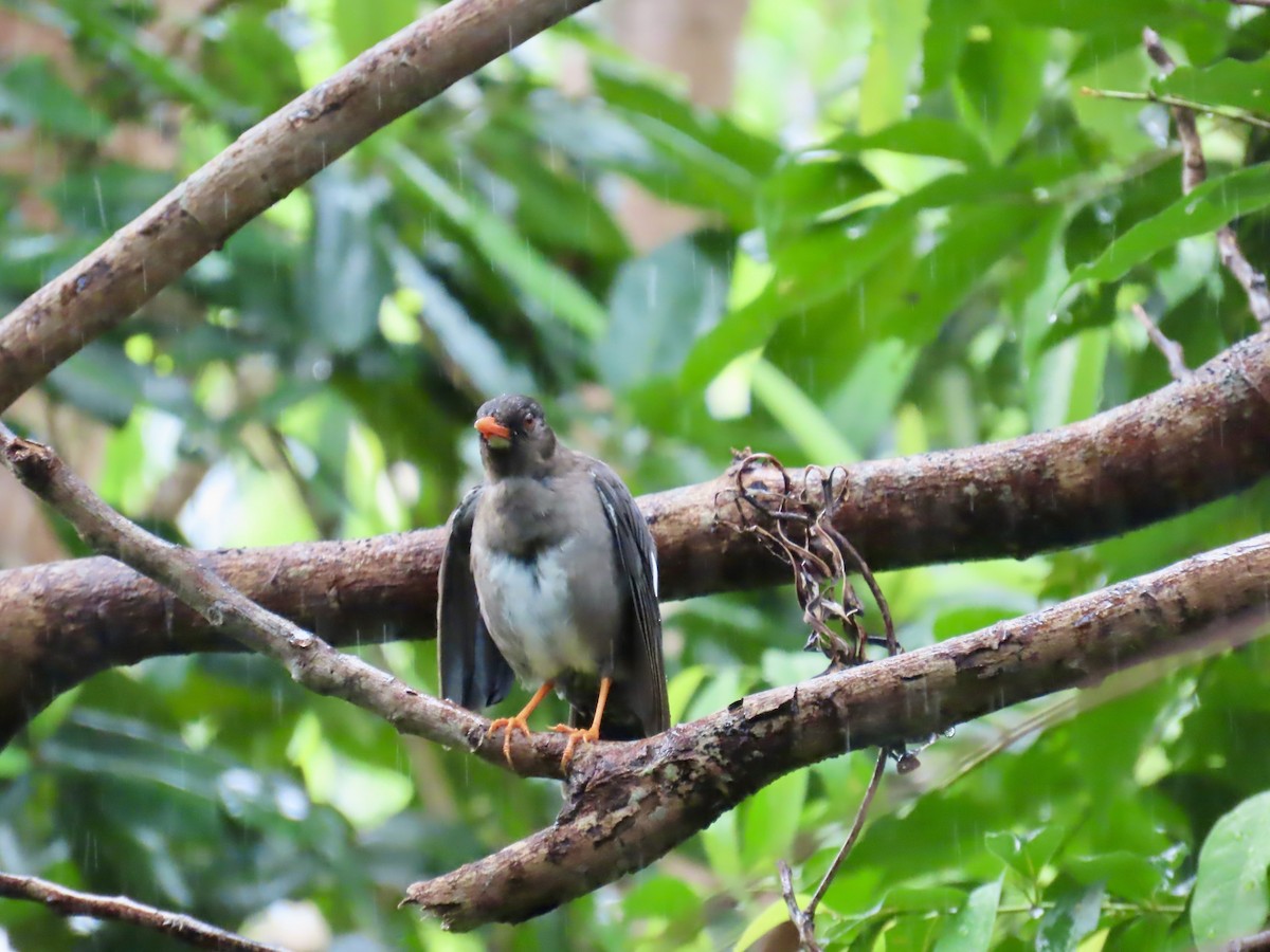 White-chinned Thrush - ML646815368