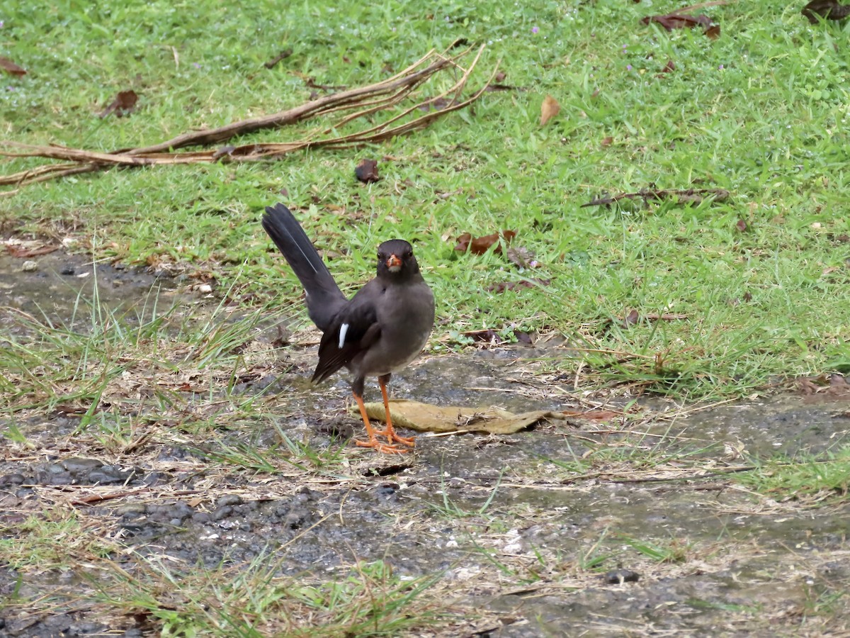 White-chinned Thrush - ML646815369