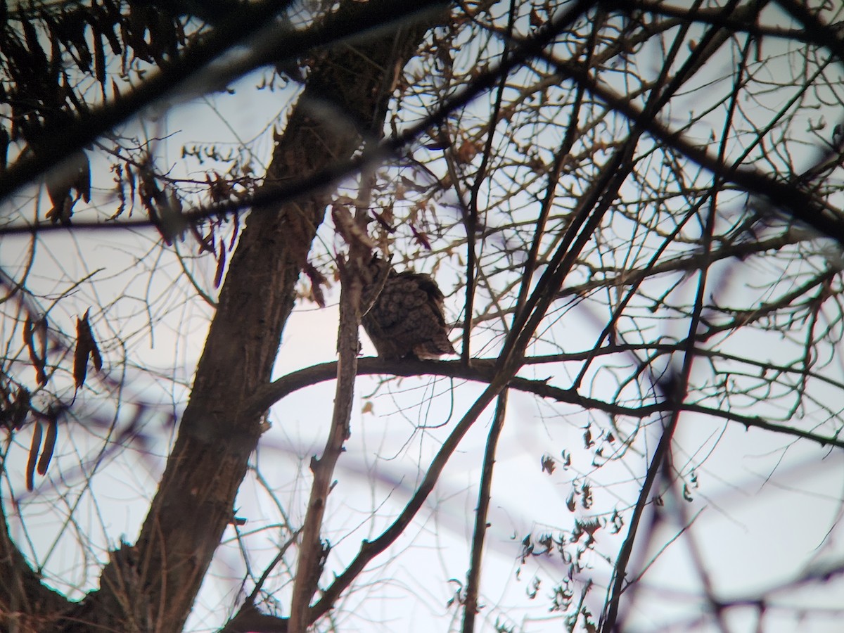 Great Horned Owl - ML646815370