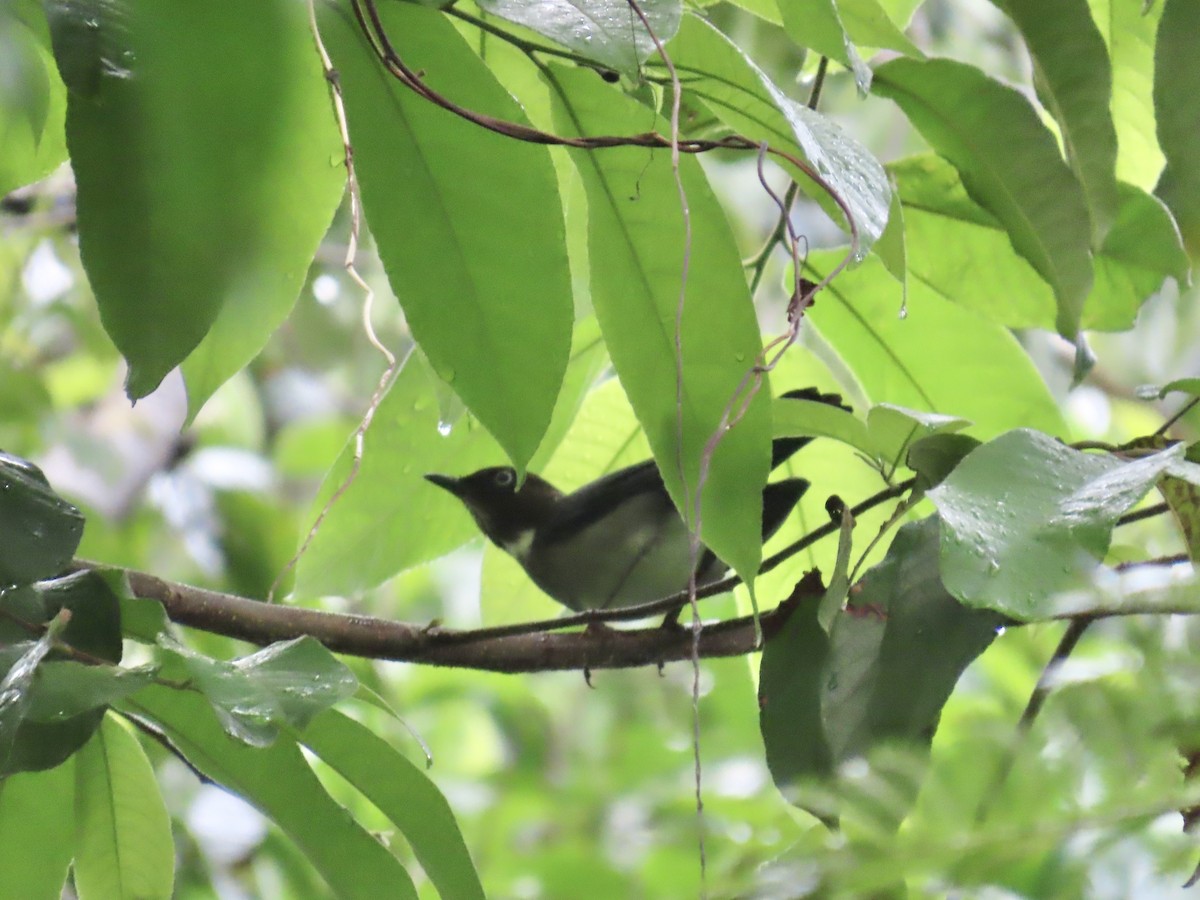 White-eyed Thrush - ML646815381