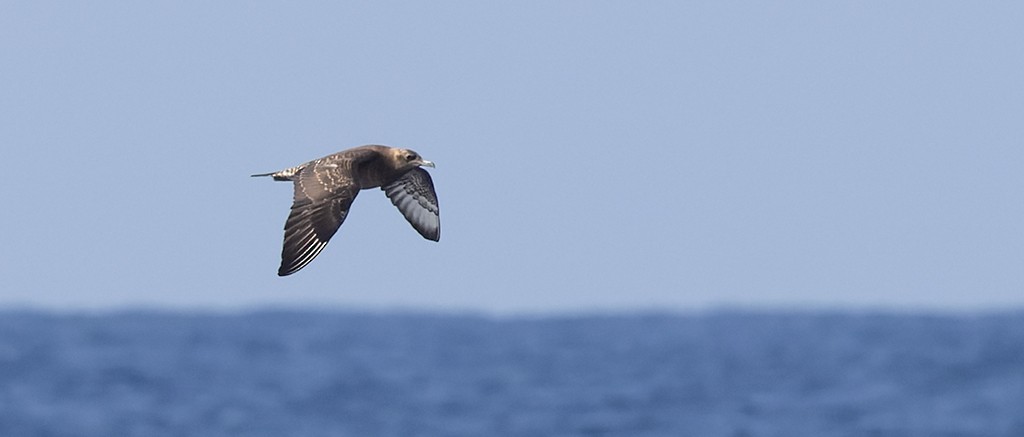 トウゾクカモメ - ML646815387