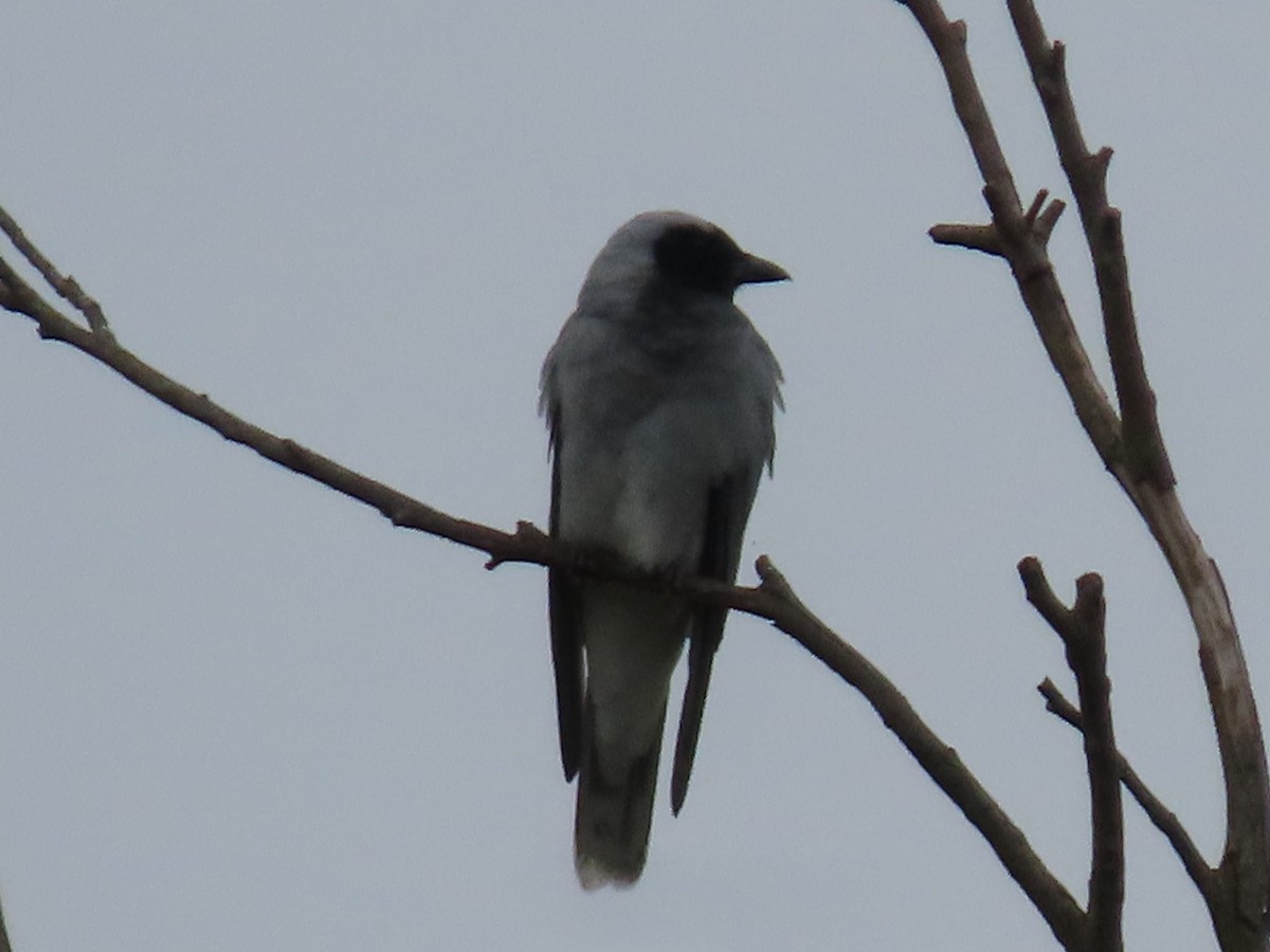 Black-faced Cuckooshrike - ML646815389