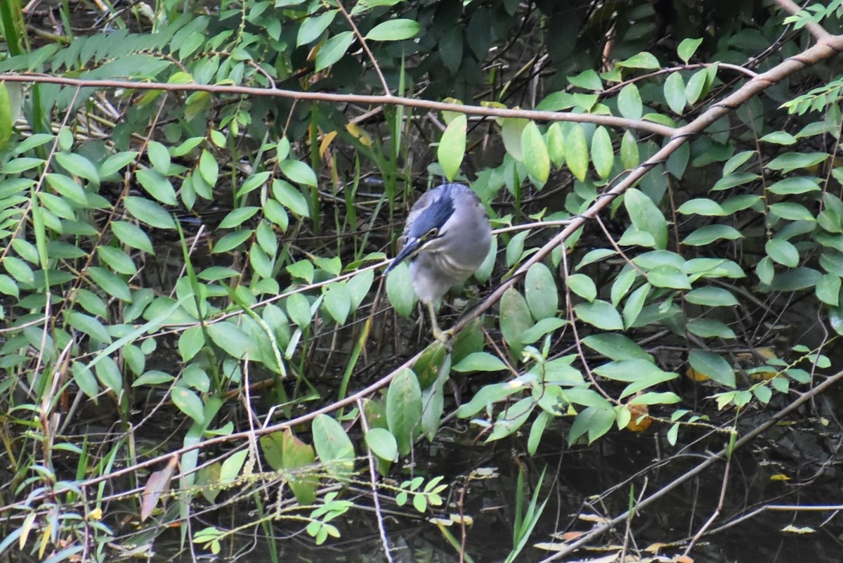 småhegre - ML646815390