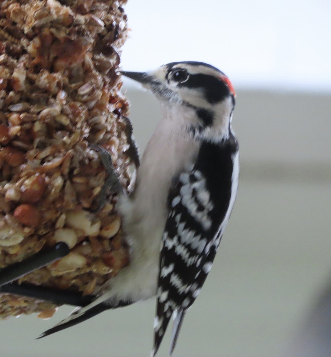 Downy Woodpecker - ML646815391