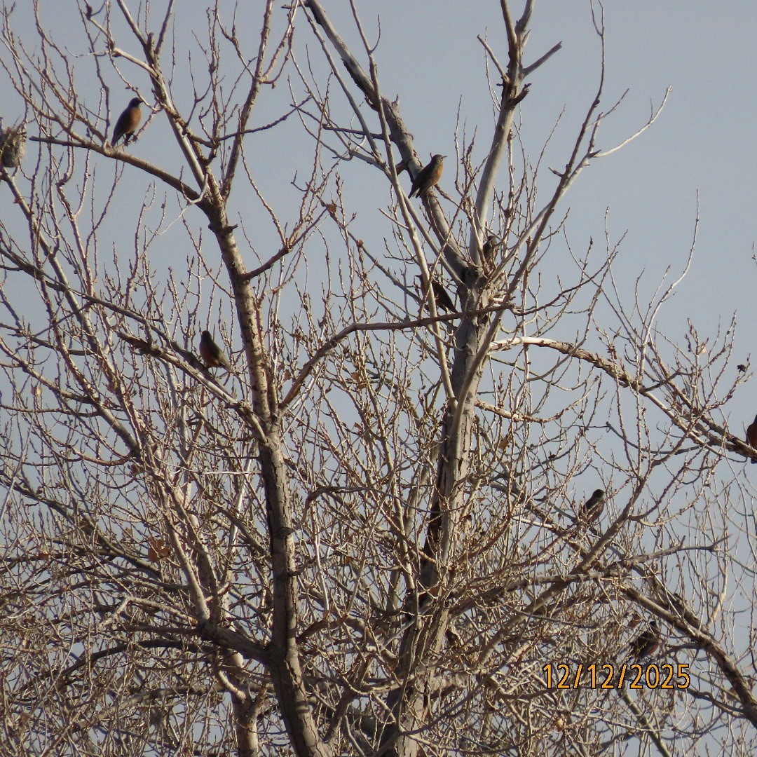 vandretrost - ML646815392