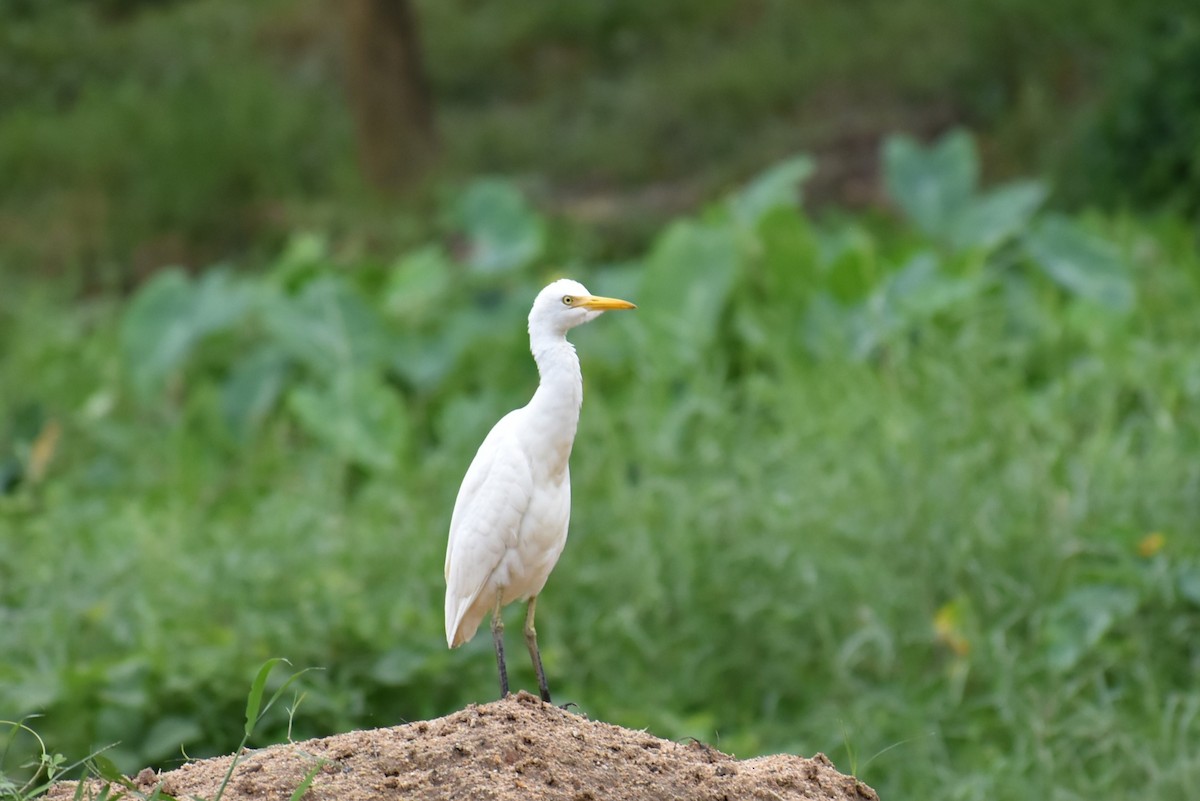 bøffelhegre - ML646815393